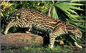 Ocelot